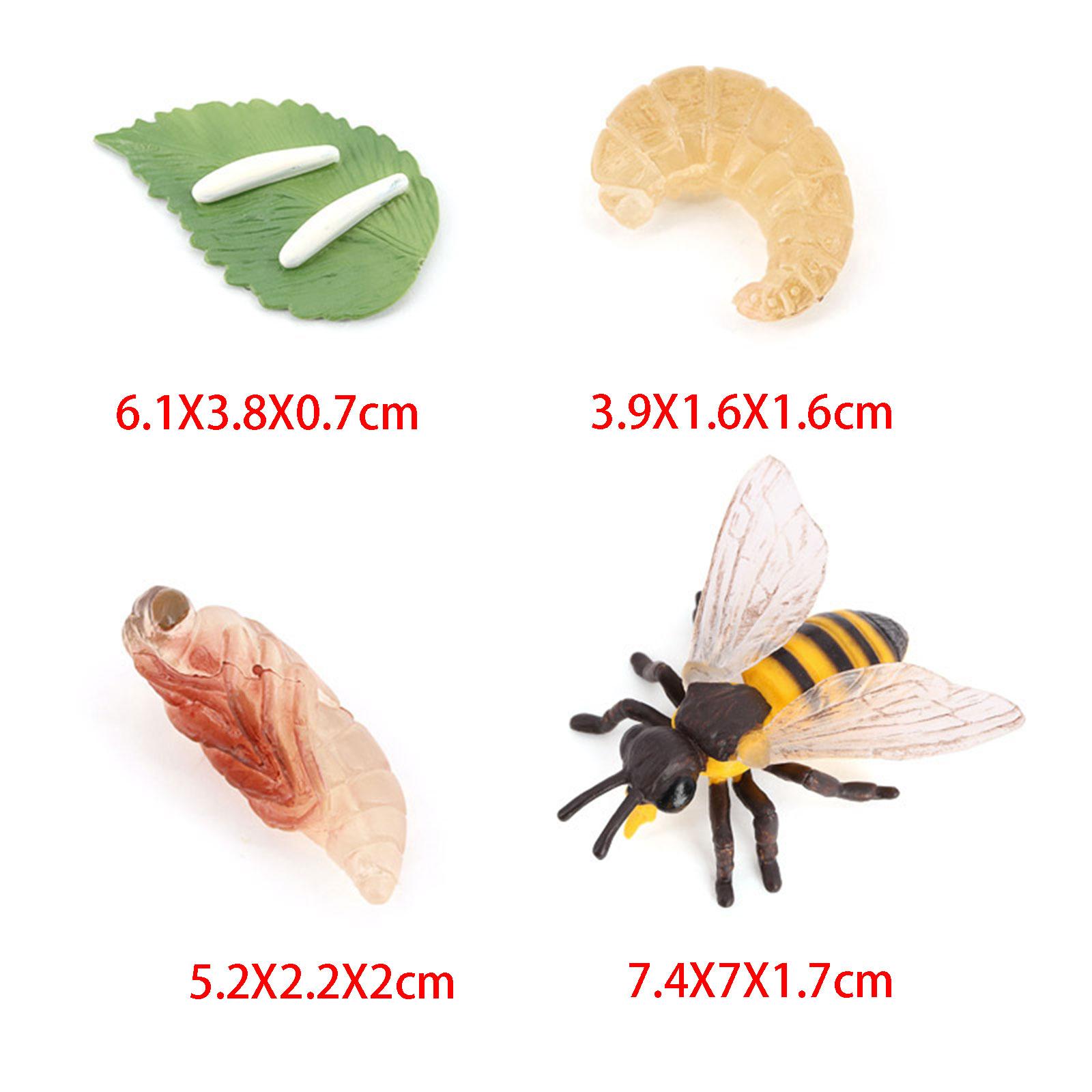 動物のライフサイクル蜂モデル教育玩具 3 歳向け学習子供用お - Kids Education Presentation のレビューと価格