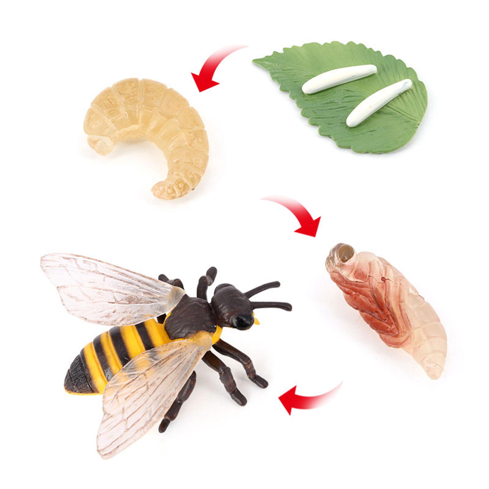 動物のライフサイクル蜂モデル教育玩具 3 歳向け学習子供用お - Kids Education Presentation のレビューと価格